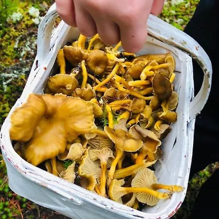 Tilava Ja Rauhallinen Huvila Mukavuuksilla *